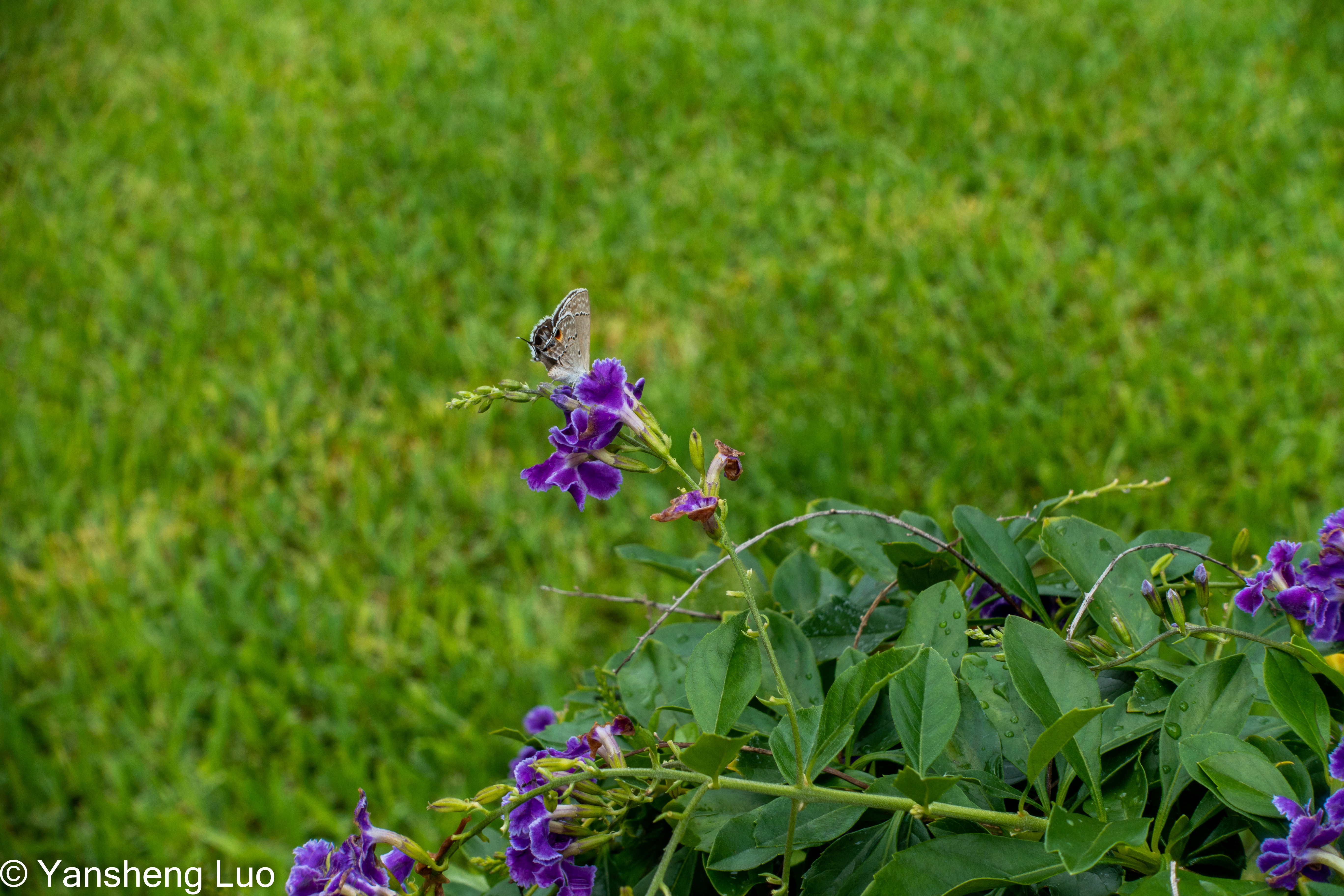 Butterfly