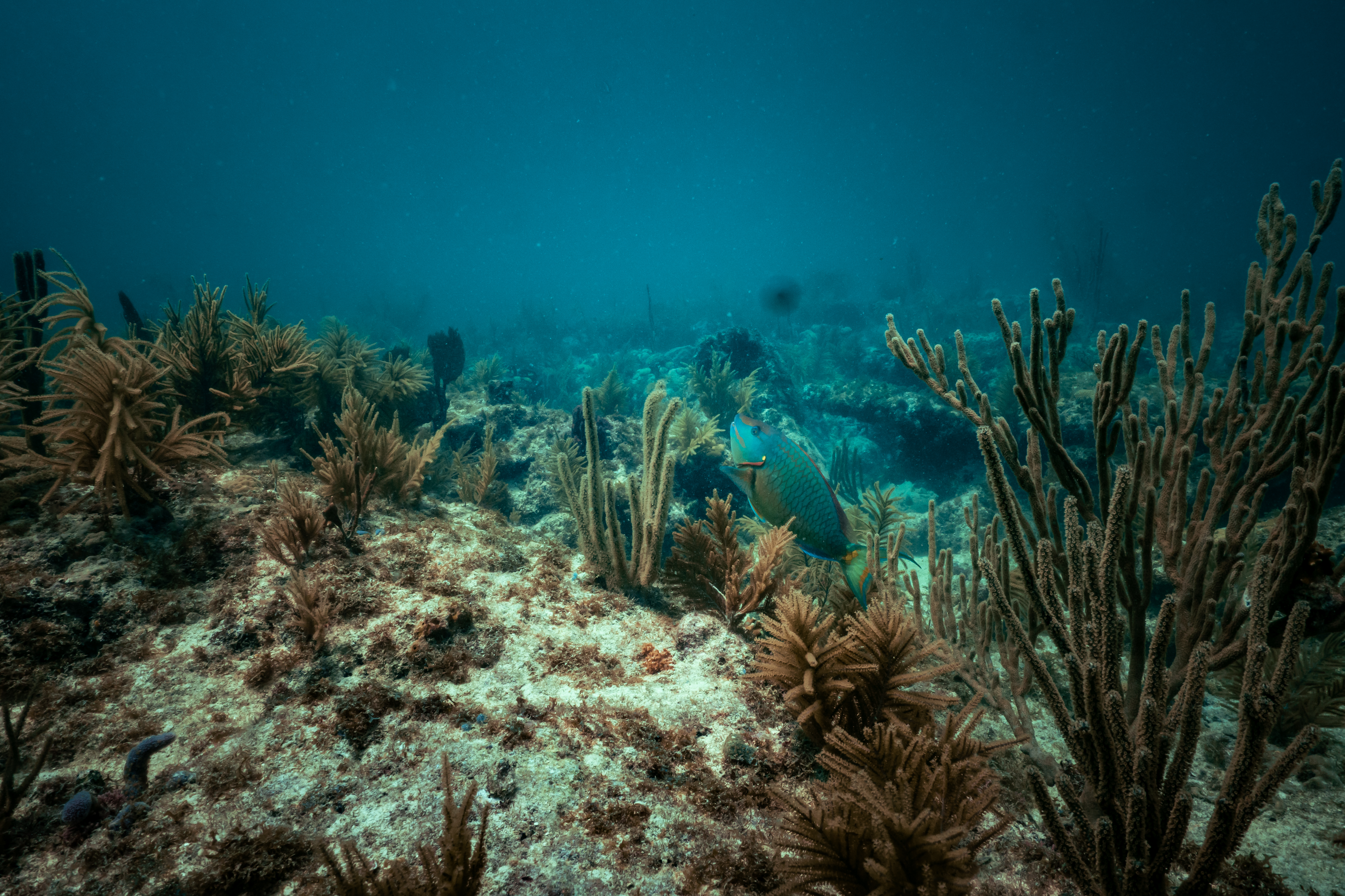 Parrotfish